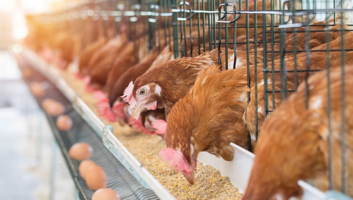 Why you need to know what the animals in your supply chain are being fed